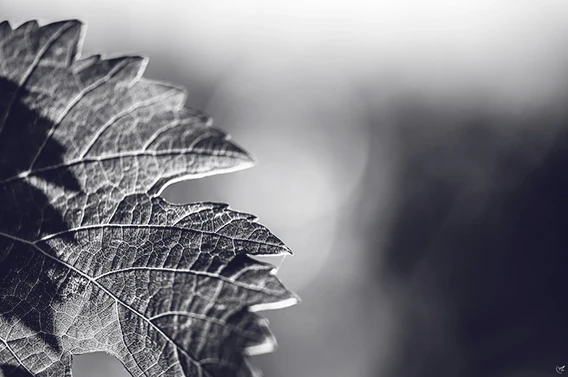 Feuille de vigne dans le vignoble de Château Forge Céleste