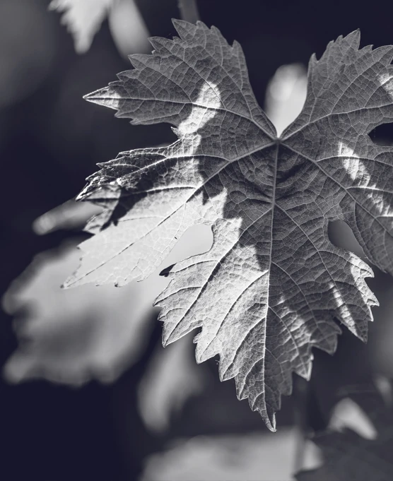 A vine leaf showing its veins and lobed edges at Château Forge Céleste